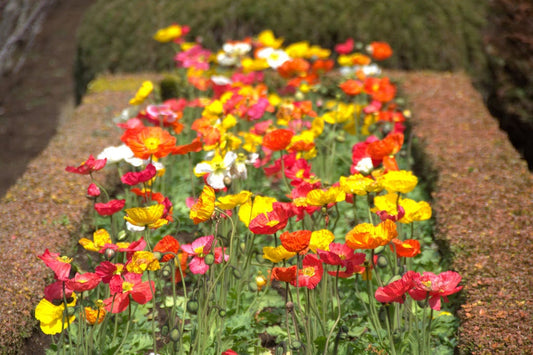 2500 ICELAND POPPY MIX Papaver Nudicaule Mixed Colors Flower Seeds