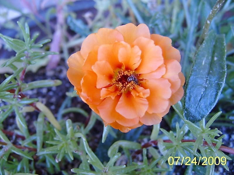 100 Orange PORTULACA MOSS ROSE Portulaca Grandiflora Succulent Flower Seeds