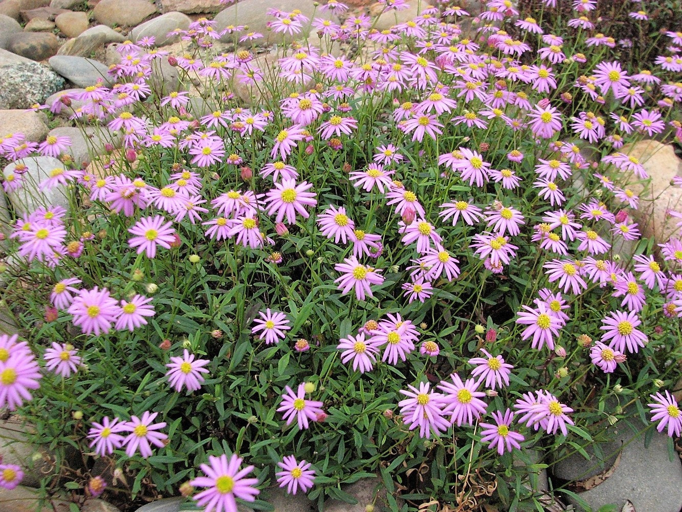 200 Mixed Colors SWAN RIVER DAISY Brachyscome Iberidifolia Flower Seeds