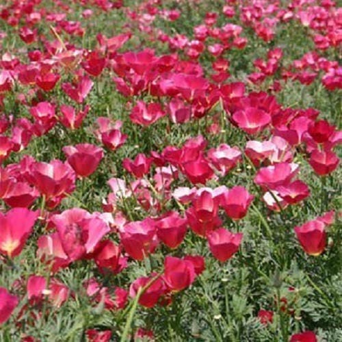 1000 MIXED Colors CALIFORNIA POPPY (Ballerina / Mission Bells) Eschscholzia Californica Flower Seeds