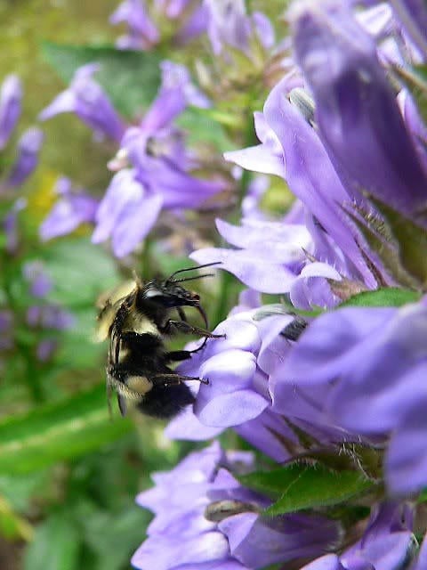 500 GREAT BLUE LOBELIA Lobelia Siphilitica Flower Seeds