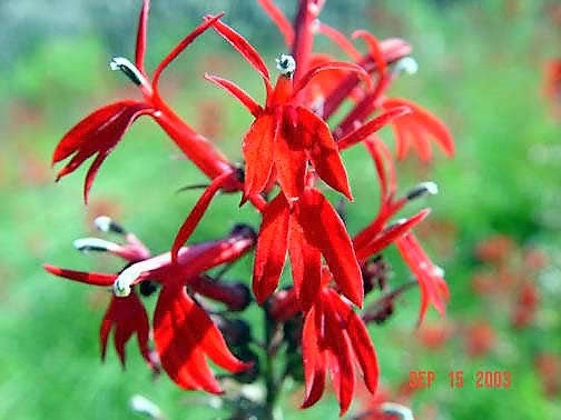 300 CARDINAL FLOWER LOBELIA Cardinalis Flower Seeds