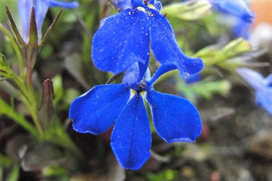 200 Electric Blue MONSOON LOBELIA Erinus Flower Seeds