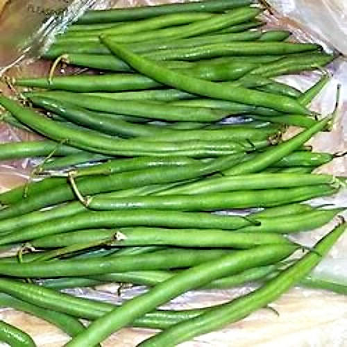 50 GREENCROP BEAN Phaseolus Vulgaris Vegetable Seeds