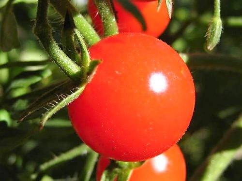 300 LARGE Red CHERRY TOMATO Lycopersicon Lycopersicum Fruit Vegetable Seeds