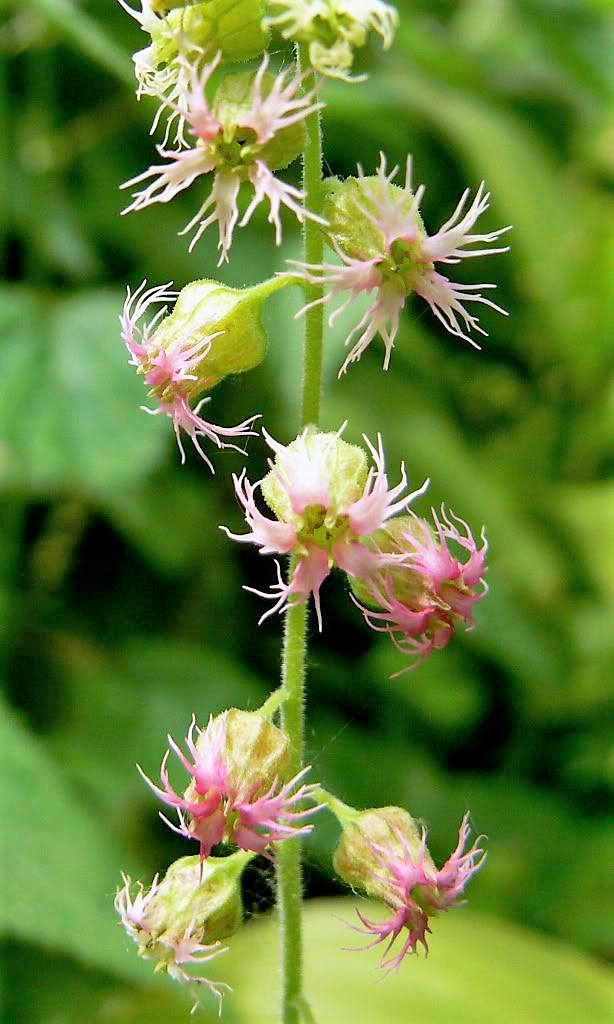 25 FRINGECUP Tellima Grandiflora Odorata Bigflower Fringe Cup Pink Flower Seeds
