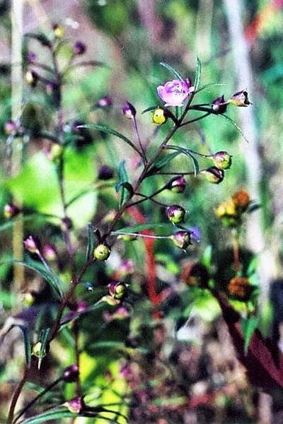 100 FALSE SLENDERLEAF FOXGLOVE Purple Gerardia Agalinis Tenuifolia Flower Seeds