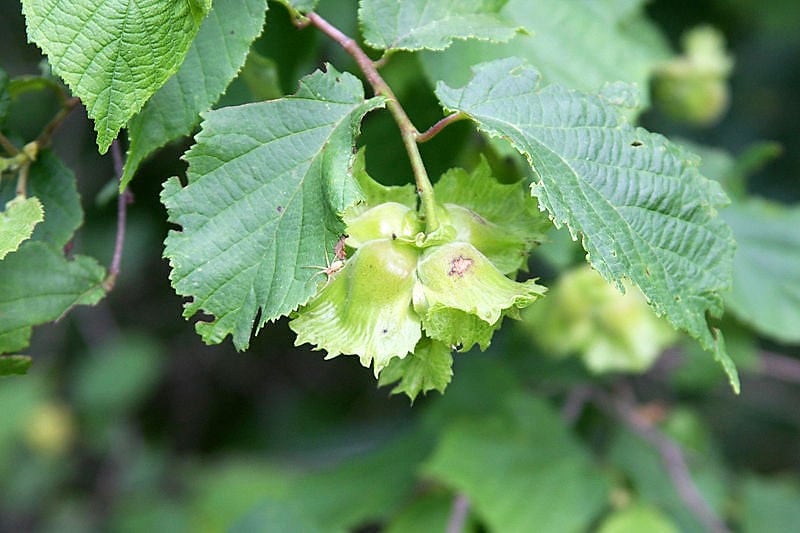 5 AMERICAN HAZELNUT TREE aka Filbert Corylus Americana Fruit Nut Seeds