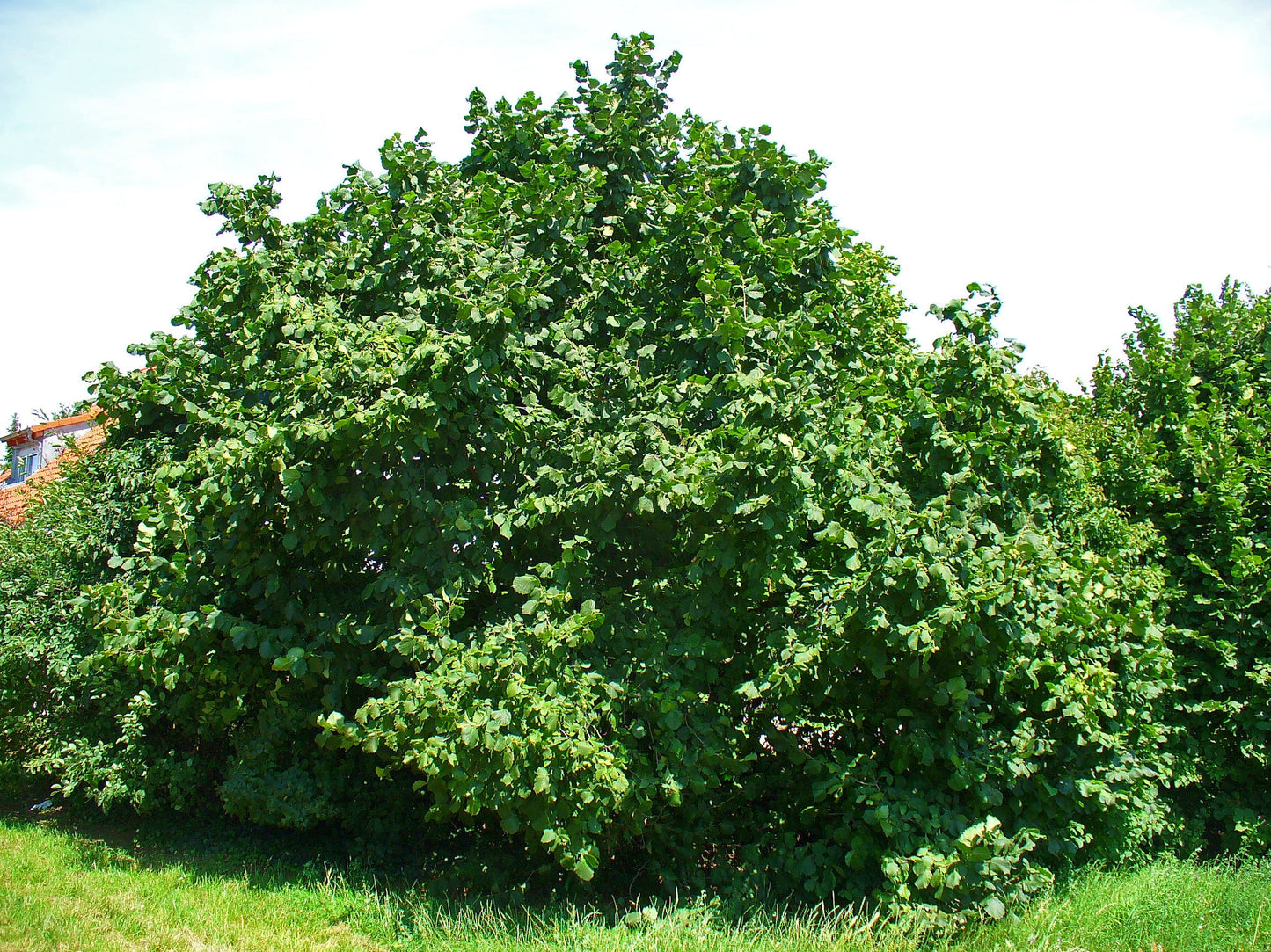 5 AMERICAN HAZELNUT TREE aka Filbert Corylus Americana Fruit Nut Seeds