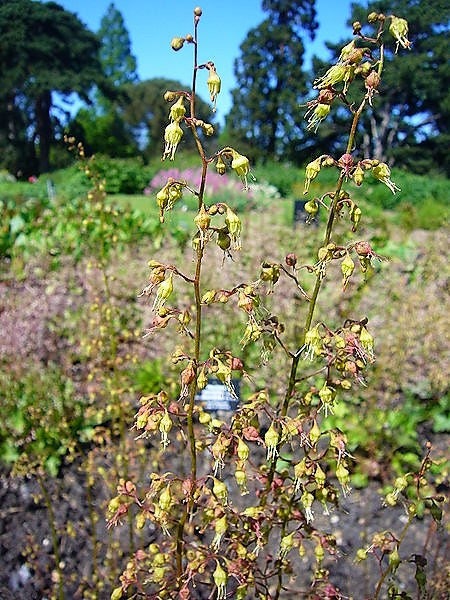 50 HEUCHERA Americana CORAL BELLS Dale's Strain American Alumroot Flower Seeds