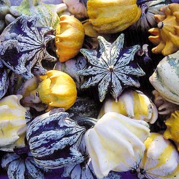 25 TEN COMMANDMENTS GOURD Mix Crown of Thorns Mixed Colors Cucurbita Pepo Seeds