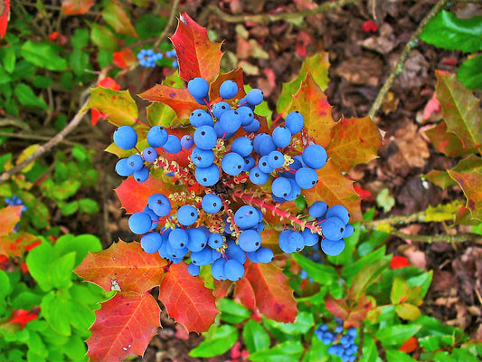 20 OREGON GRAPE Holly Fruit Vine Hollyleaved Barberry Mahonia Aquifolium Seeds