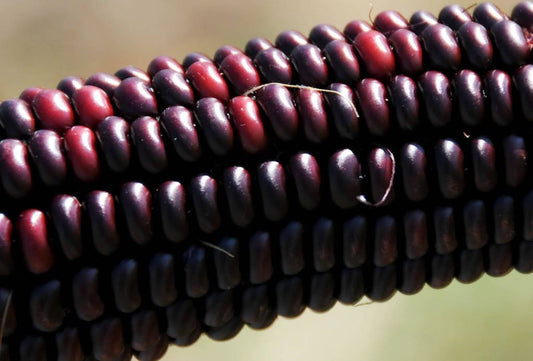 35 BLOODY BUTCHER Red CORN Edible & Ornamental Heirloom Zea Mays Vegetable Seeds