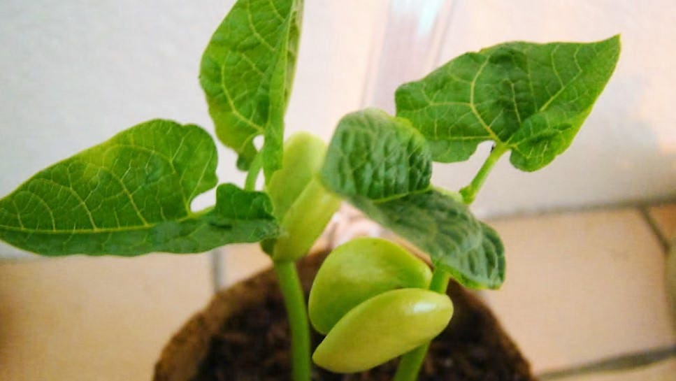 25 Dwarf Henderson BABY LIMA BEAN Bush White Phaseolus Lunatus Vegetable Seeds