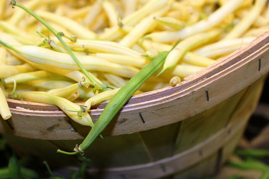 25 GOLDRUSH GREEN BEAN Bright Yellow Wax Bean Phaseolus Vulgaris Vegetable Seeds