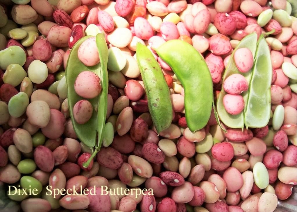 50 Speckled Dixie BUTTERPEA LIMA BEAN Phaseolus Vulgaris Bush Vegetable Seeds