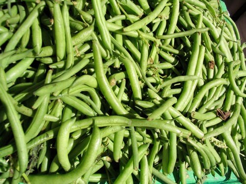 50 BURPEE STRINGLESS Green Pod BEAN French Phaseolus Vulgaris Vegetable Seeds