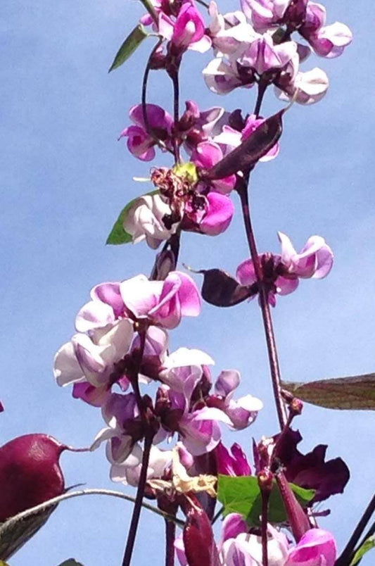 10 Ruby Moon HYACINTH BEAN Lablab Purpureus Blue Purple White Flower Ornamental Vine Seeds