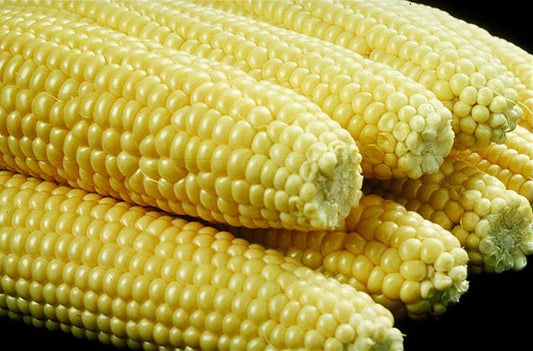 100 IOCHIEF Yellow SWEET CORN Aas Winner Zea Mays Vegetable Seeds