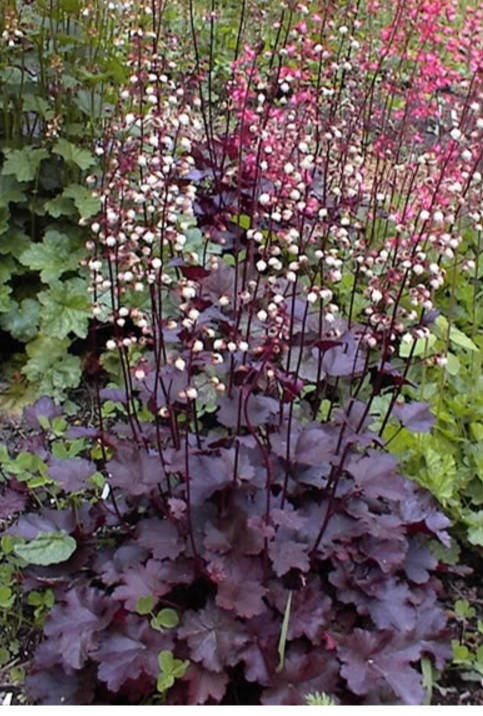 50 Palace Purple HEUCHERA / CORAL BELLS Micrantha Flower Seeds