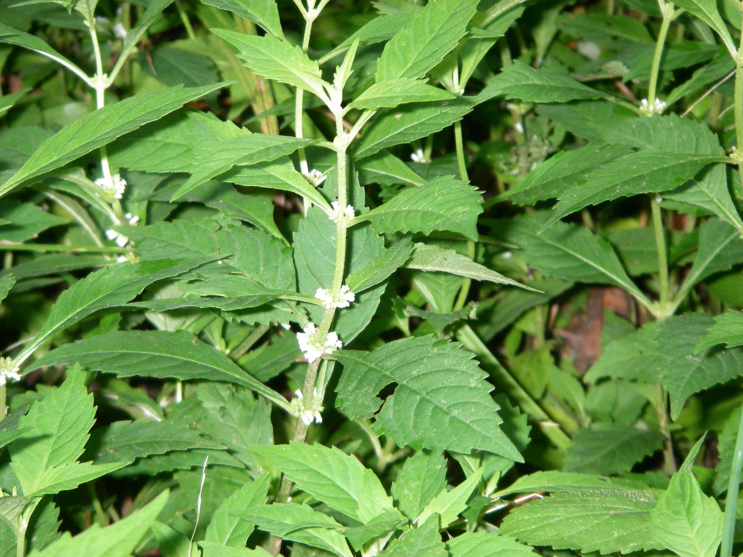 20 WATER HOREHOUND Lycopus Americanus American Bugleweed Herb Flower Seeds