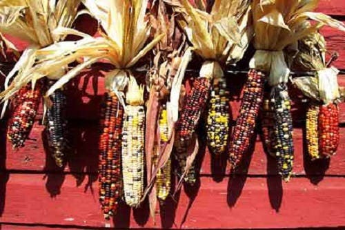 50 Indian MINI MIX CORN Miniature 4" Ears Ornamental Zea Mays Vegetable Seeds