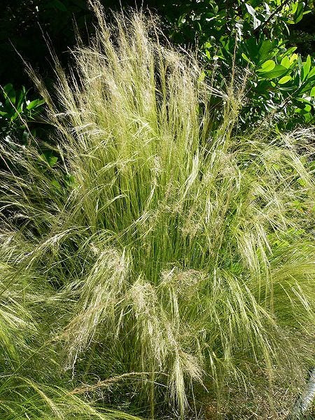 25 MEXICAN FEATHER GRASS Pony Tails Ornamental Stipa Tenuissima Seeds Wind Whisp