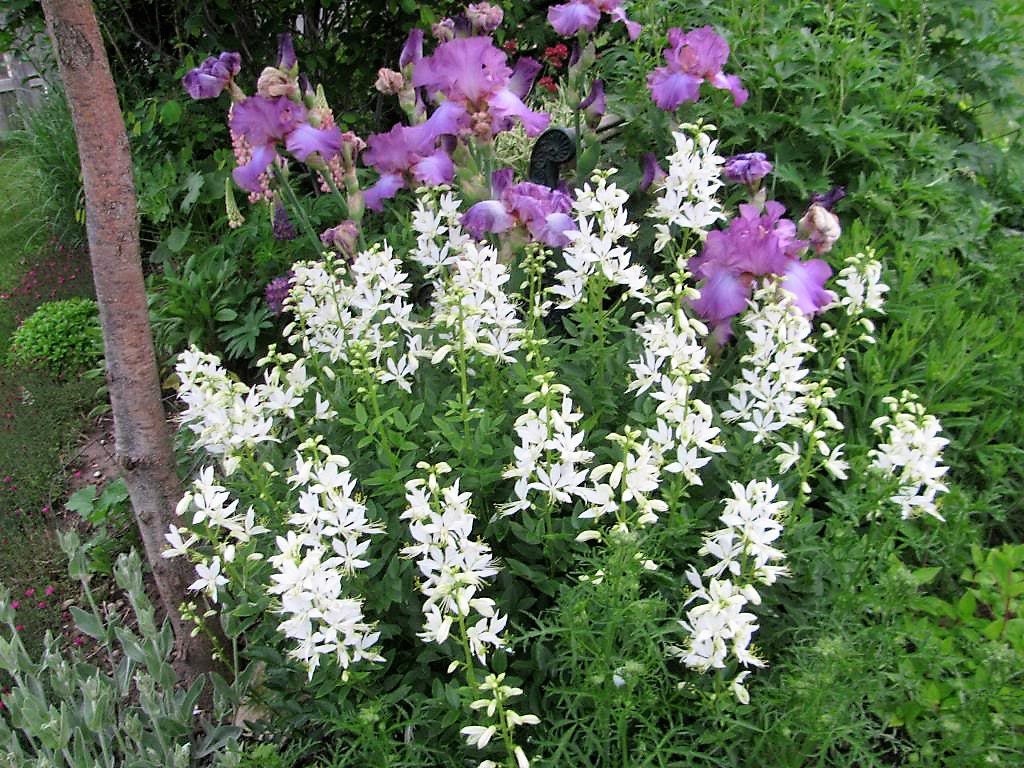 10 GAS PLANT MIX Dictamnus Albus Mixed Colors White Red Pink Lilac Flower Seeds