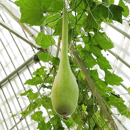 30 DIPPER GOURD Siphon Gourd Green Lagenaria Siceraria Vegetable Seeds