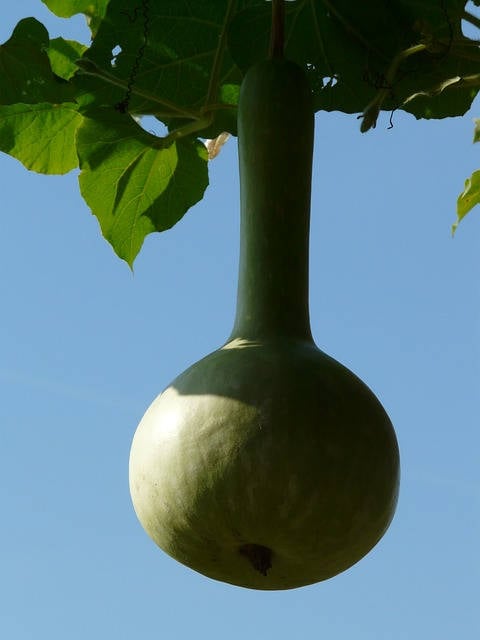 30 DIPPER GOURD Siphon Gourd Green Lagenaria Siceraria Vegetable Seeds