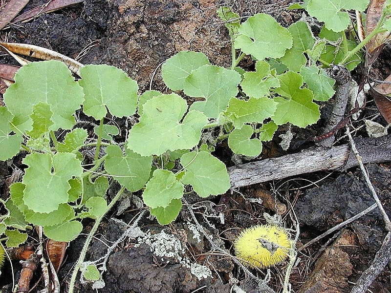 10 WOOLY BEAR GOURD Cucumis Dipsaceus Fuzzy Green Ornamental Seeds