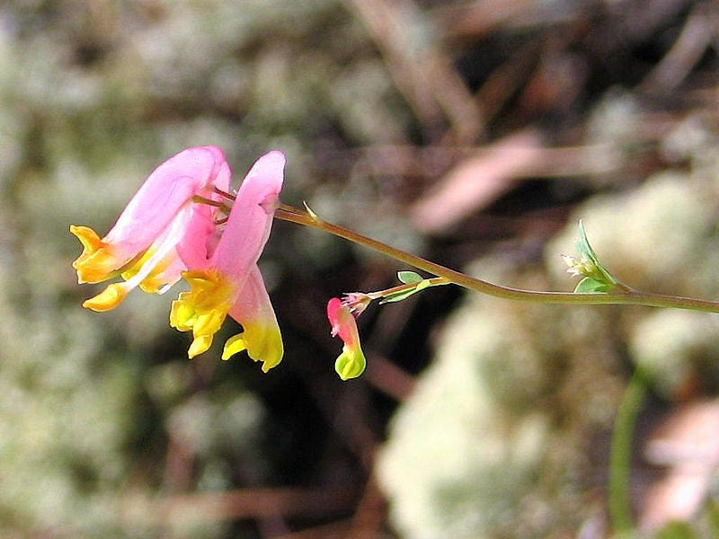 50 ROCK HARLEQUIN Pink & Yellow Corydalis Sempervirens Flower Seeds