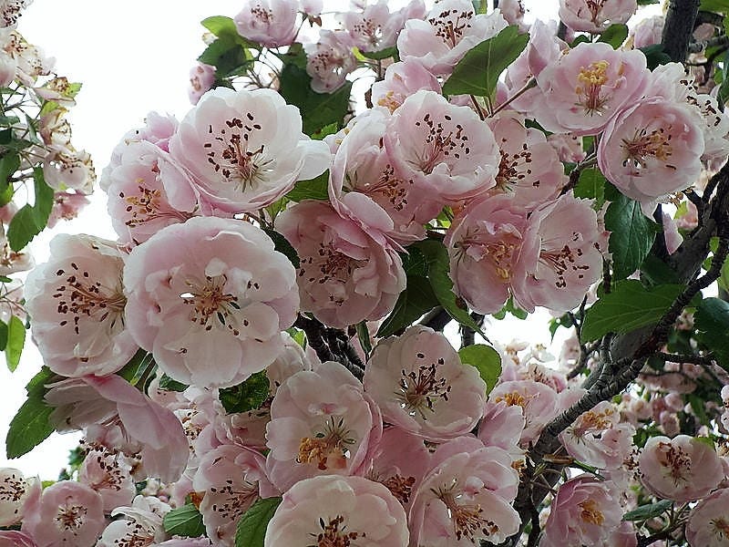 20 ENGLISH HAWTHORN TREE Edible Fruit Flower Mayflower Crataegus Laevigata Seeds