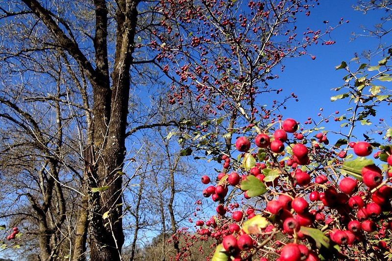 Mayflower Tree 20 ENGLISH HAWTHORN TREE Edible Fruit Flower Mayflower Crataegus Laevi ...