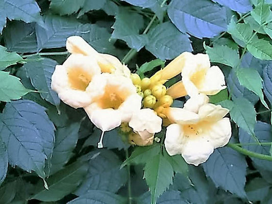 10 YELLOW HUMMINGBIRD TRUMPET Vine Flower Campsis Radicans Flava Climber Seeds