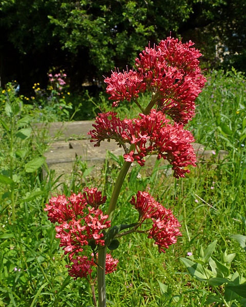 50 RED JUPITER'S BEARD Valerian Keys of Heaven Centranthus Ruber Flower Seeds