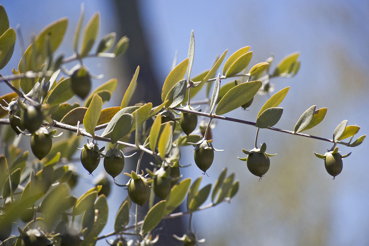 5 JOJOBA Simmondsia Chinensis Fruit Nut Oil Evergreen Shrub Seeds