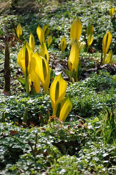 10 Yellow SWAMP LANTERN Moist Lysichiton Americanus Skunk Cabbage Flower Seeds