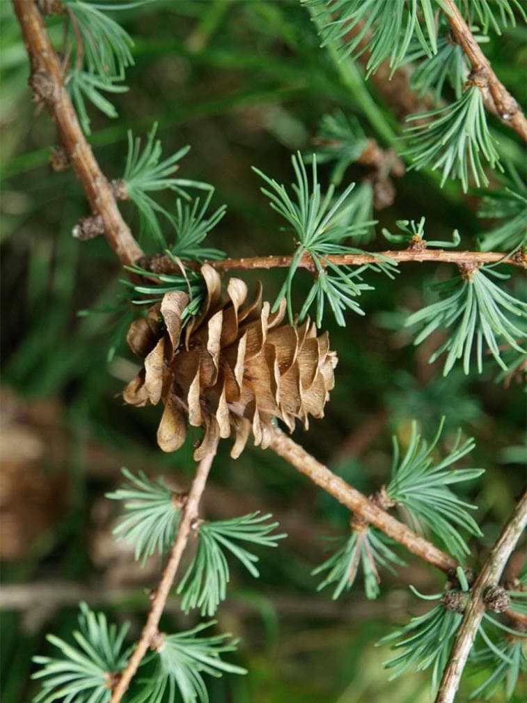 25 JAPANESE LARCH TREE Conifer Pine Cones Bonsai Larix Kaempferi Seeds