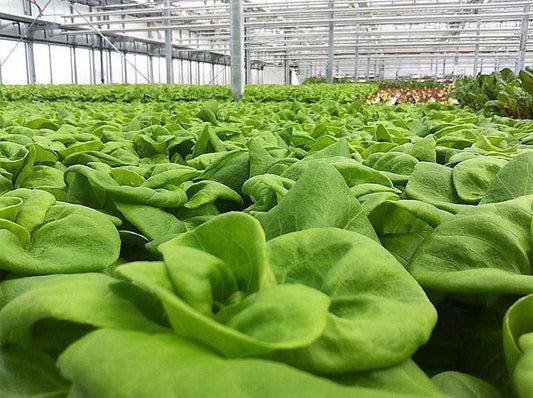 3000 WHITE BOSTON LETTUCE 12" Green Butterhead Lactuca Sativa Vegetable Seeds