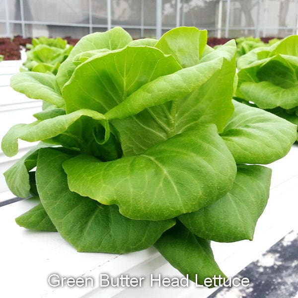 3000 WHITE BOSTON LETTUCE 12" Green Butterhead Lactuca Sativa Vegetable Seeds