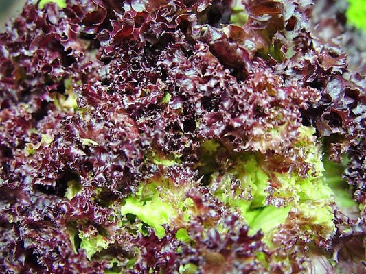 3000 RUBY LEAF LETTUCE Red Loose Leaf Heirloom Lactuca Sativa Vegetable Seeds