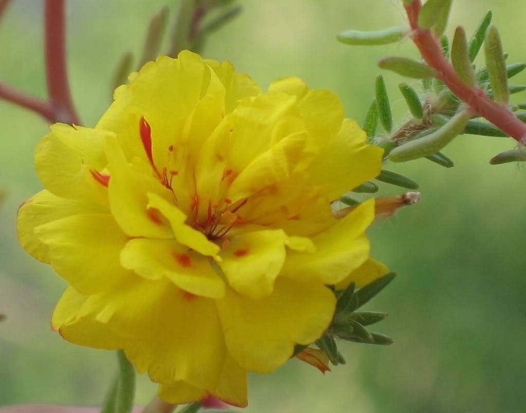 100 Yellow PORTULACA MOSS ROSE Portulaca Grandiflora Succulent Flower Seeds