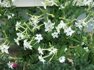 100 WHITE NICOTIANA Flowering TOBACCO Nicotiana Alata Seeds