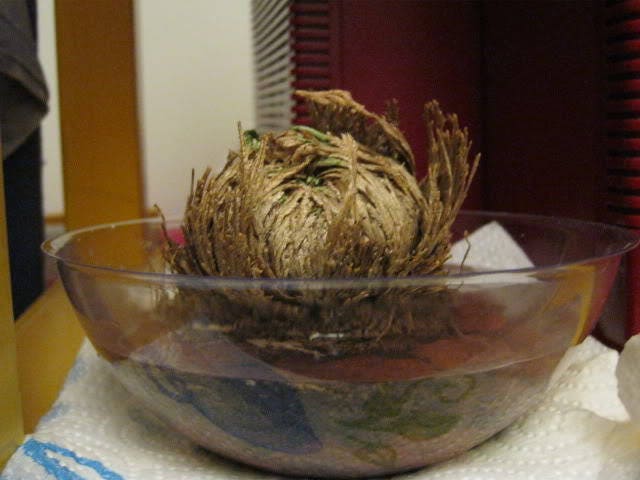 Live RESURRECTION PLANT Rose of Jericho Dinosaur Fern Miracle Air *Flat Shipping
