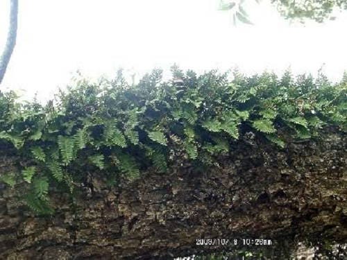 Live RESURRECTION PLANT Rose of Jericho Dinosaur Fern Miracle Air *Flat Shipping