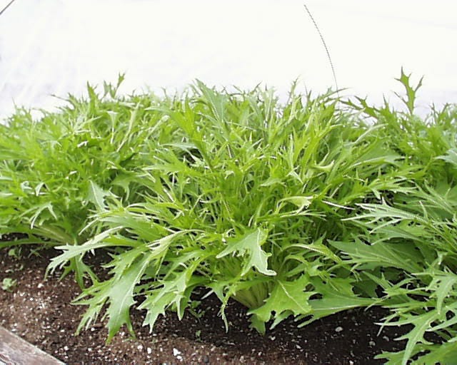 1000 GREEN MIZUNA MUSTARD Japanese Greens Brassica Juncea Herb Vegetable Seeds