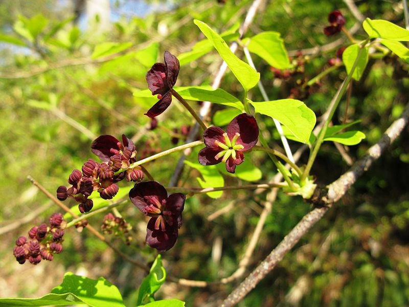 15 CHOCOLATE VINE Edible Fruit Akebia Trifoliata Flower Ornamental Climber Seeds