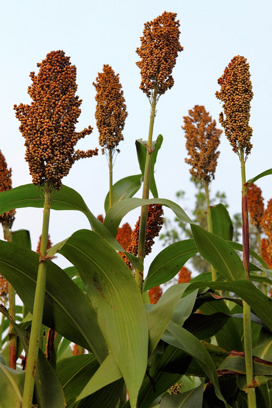 50 DELLA SORGHUM Bicolor Syrup Flour Grain Vegetable Seeds