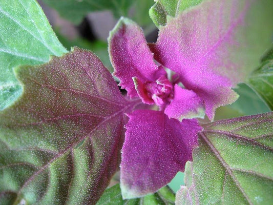 100 GIANT GOOSEFOOT Chenopodium Giganteum Purple Magenta Spreen Vegetable Seeds